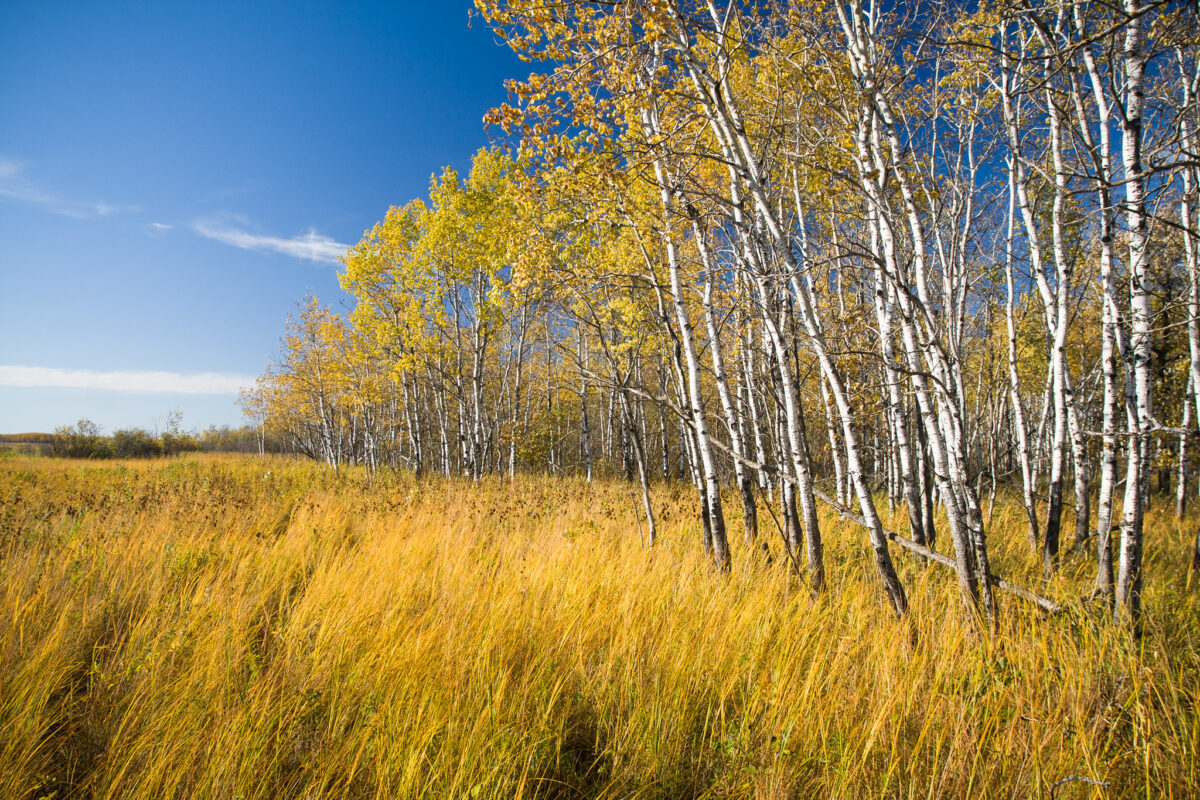 Aerial view of forestland protected near Camp Ripley in Minnesota.